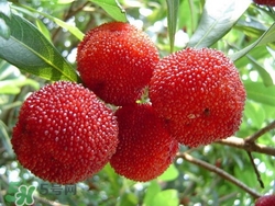 楊梅吃多了會(huì)上火嗎？楊梅吃多了會(huì)胖嗎？