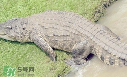 鱷魚是魚嗎？鱷魚是浮在水面上嗎？
