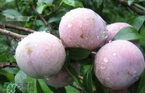 三華李是寒性還是熱性水果？三華李是涼性水果嗎