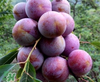 三華李是寒性還是熱性水果？三華李是涼性水果嗎