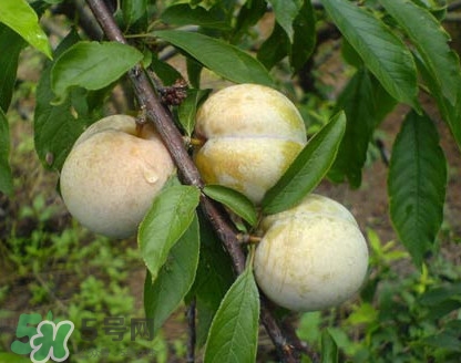 南華李什么時(shí)候成熟？南華李和三華李的區(qū)別