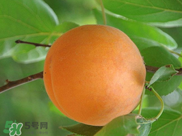 杏子不能和什么一起吃？杏子和什么不能同吃？