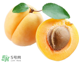 杏子幾月成熟？杏子什么時候成熟？
