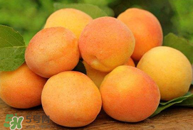 杏子一天吃幾個(gè)？杏子一次可以吃多少？