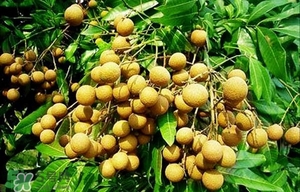 龍眼能放多久？龍眼能空腹吃嗎？