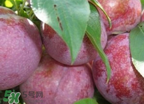 吃雙華李上火嗎？雙華李的功效與作用