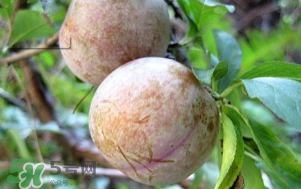 雙華李有什么營養(yǎng)？雙華李的營養(yǎng)價值