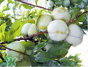 南華李什么時(shí)候成熟？南華李和三華李的區(qū)別