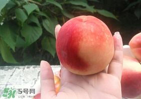 毛桃怎么保存？毛桃可以放冰箱？