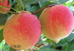 毛桃的皮能吃嗎？毛桃皮可以吃嗎？