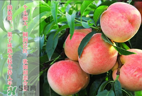 毛桃和西瓜能一起吃嗎？毛桃和西瓜能同時吃嗎？