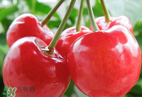 杏和櫻桃能一起吃嗎?杏能和櫻桃一起吃嗎？