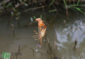 釣龍蝦用什么肉？釣龍蝦用什么肉是最厲害的？
