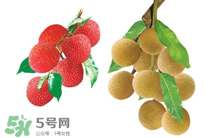 荔枝和龍眼有什么區(qū)別？荔枝和龍眼可以一起吃嗎