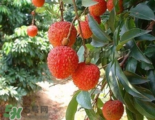 荔枝和龍眼哪個(gè)更上火？荔枝和龍眼味道差不多