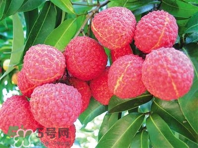 荔枝是幾月份的水果？荔枝是上火的嗎？