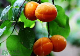 杏子怎么保存？長(zhǎng)杏子怎么保存時(shí)間長(zhǎng)？