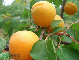 新鮮杏子可以放冰箱嗎？新鮮杏子怎么保存？