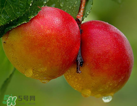 新鮮杏子怎么吃？新鮮杏子孕婦能吃嗎？
