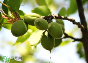青杏怎么腌制？腌制青杏用糖比例