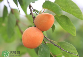 黃杏孕婦可以吃嗎？孕婦可以吃黃杏嗎？