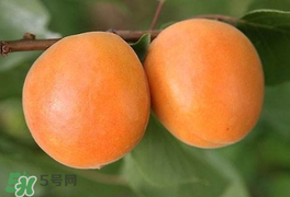 杏為什么不能多吃？杏為什么傷人?