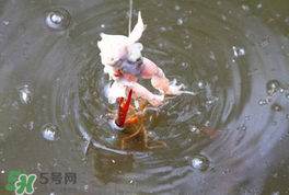 釣小龍蝦用什么餌？釣小龍蝦用什么誘餌最好？