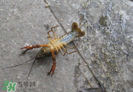 釣小龍蝦用什么餌？釣小龍蝦用什么誘餌最好？