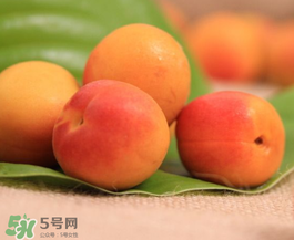 杏子可以空腹吃嗎？空腹能吃杏子嗎？