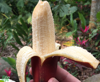 紅香蕉好吃嗎？紅香蕉味道怎么樣？
