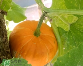 太陽果多少錢一斤？太陽果的價(jià)格