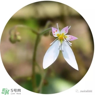 lululun plus面膜怎么樣？lululun plus面膜哪款好
