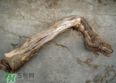 山葡萄根一斤多少錢？山葡萄根功效與作用