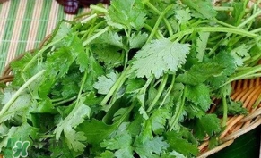 香菜洗腎有科學(xué)依據(jù)么？香菜能洗腎是真的嗎？