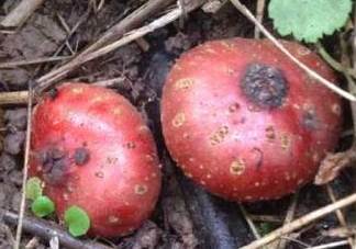 野地瓜賣(mài)多少錢(qián)一斤？野地瓜的功效與作用