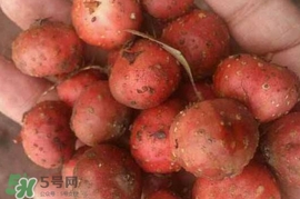 野地瓜賣多少錢一斤？野地瓜的功效與作用