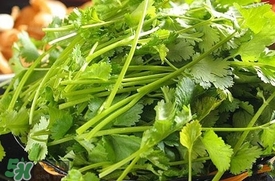 香菜是什么菜？香菜是陽痿草嗎？