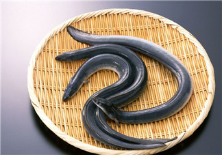 釣黃鱔用什么餌料？用什么釣黃鱔最好？