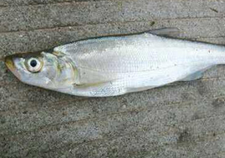 翹嘴魚(yú)怎么做好吃？翹嘴魚(yú)的做法