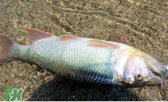 馬口魚怎么吃？馬口魚怎么做好吃？