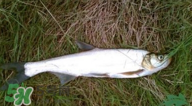 翹嘴魚(yú)多少錢(qián)一斤2017？翹嘴魚(yú)價(jià)格