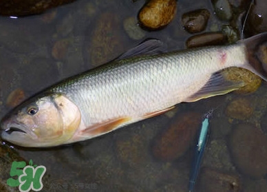 馬口魚多少錢一斤2017？野生馬口魚多少錢一斤？