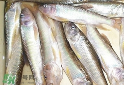 馬口魚怎么吃？馬口魚怎么做好吃？