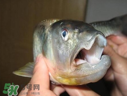 馬口魚怎么釣？馬口魚什么時候釣最好