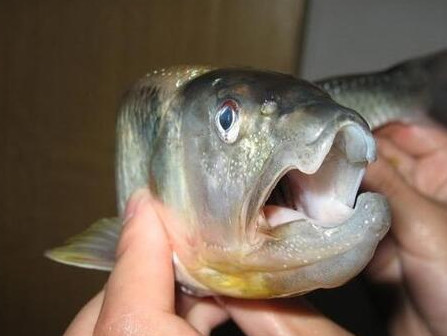 釣馬口魚(yú)用什么餌料？釣馬口魚(yú)用什么打窩？