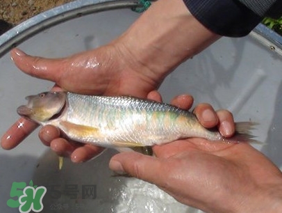 馬口魚(yú)喜歡吃什么？馬口魚(yú)一般生長(zhǎng)在什么地方