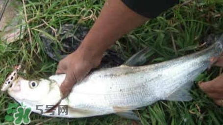 翹嘴魚(yú)多少錢(qián)一斤2017？翹嘴魚(yú)價(jià)格