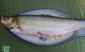 釣翹嘴魚用什么餌料好？翹嘴魚什么時(shí)候好釣
