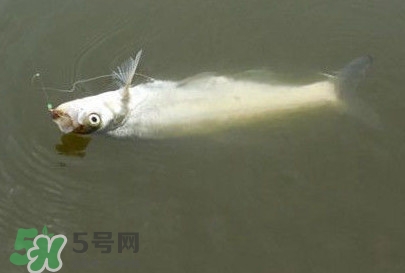 翹嘴魚怎么做好吃？翹嘴魚的做法