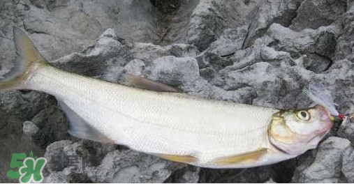 翹嘴魚(yú)是什么魚(yú)？翹嘴魚(yú)是淡水魚(yú)嗎